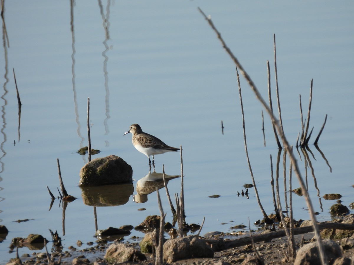 gulbrystsnipe - ML549900001