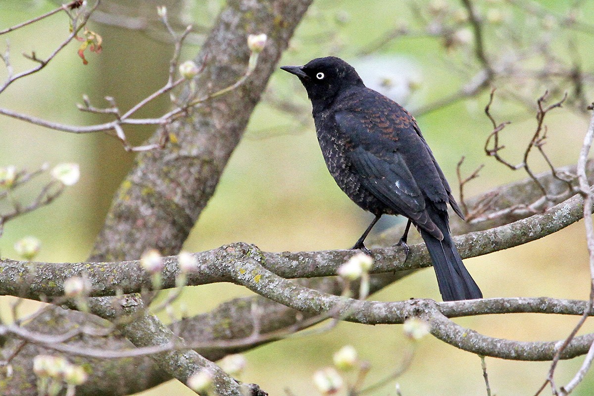 Rusty Blackbird - ML549901451