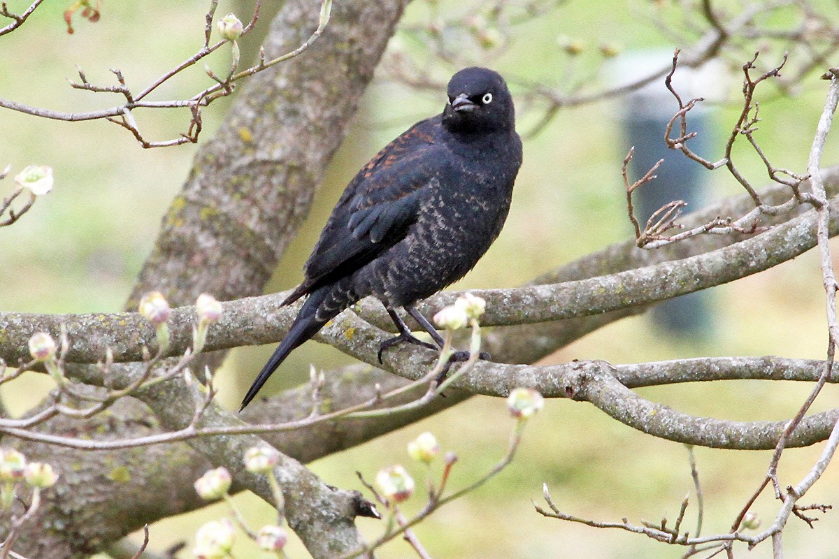 Rusty Blackbird - ML549901461