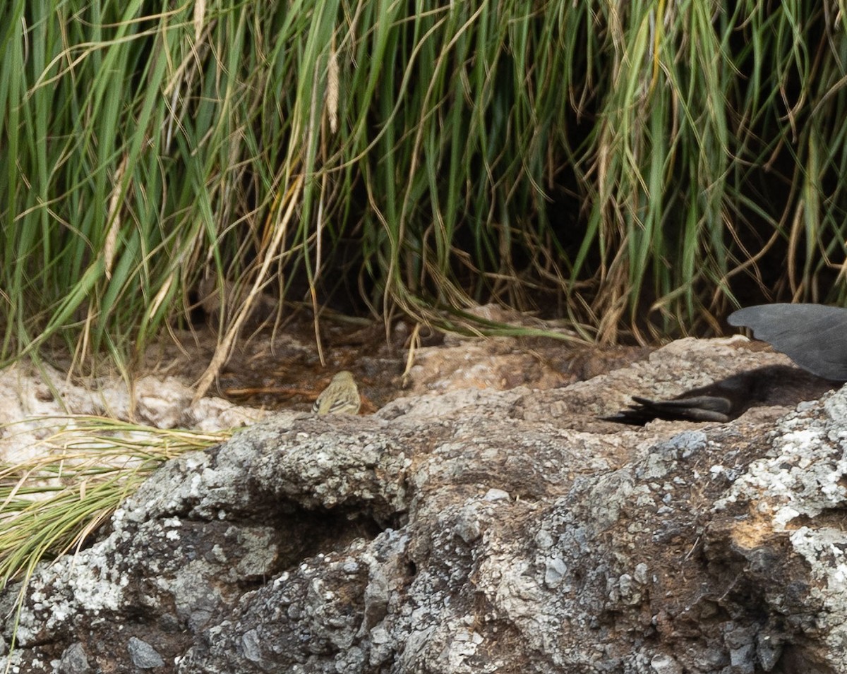 Nightingale Island Finch - ML549901651