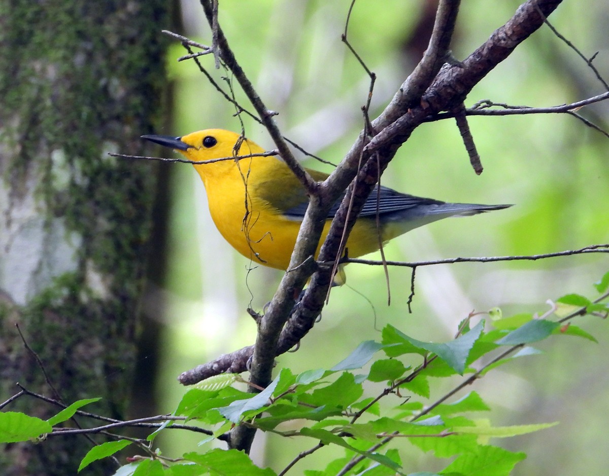 Prothonotary Warbler - ML549901951