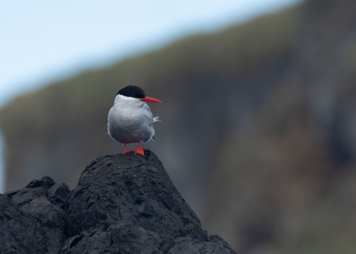 Antarctic Tern - Santiago Imberti