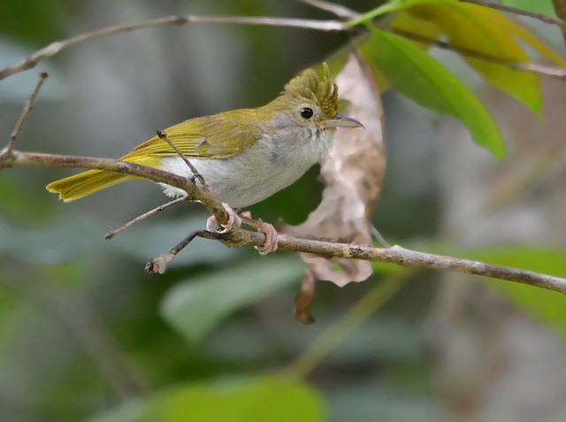 White-bellied Erpornis - Choy Wai Mun