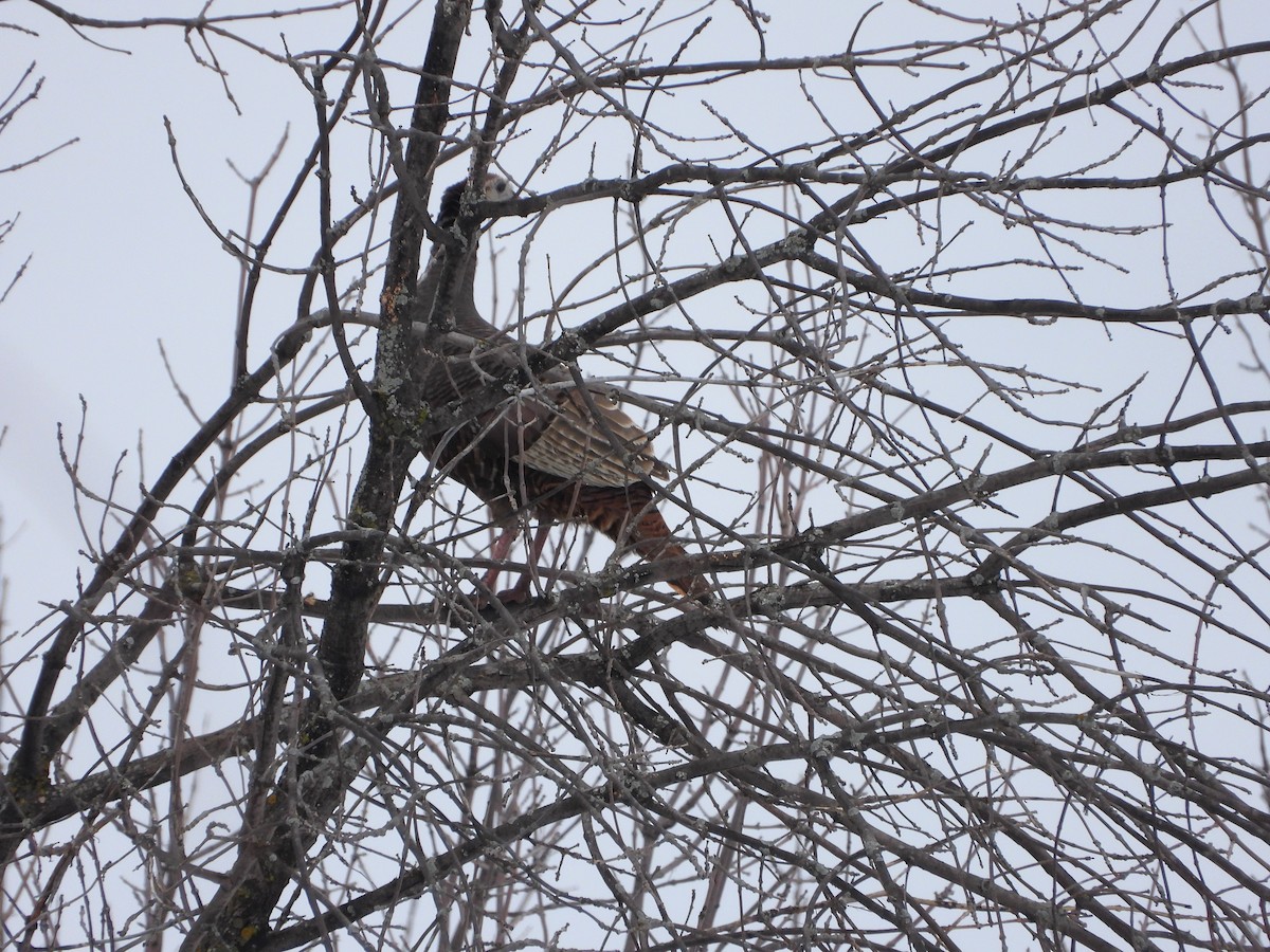 Wild Turkey - ML549903231