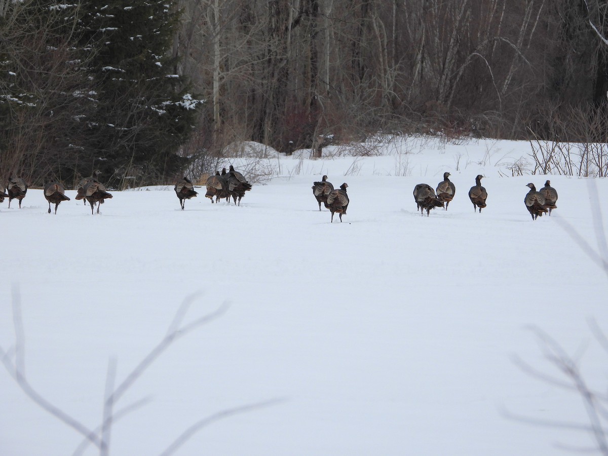 Wild Turkey - Serge Benoit