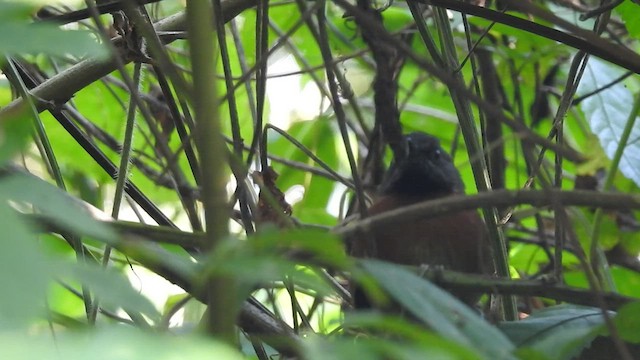 Rufous-breasted Spinetail - ML549903341