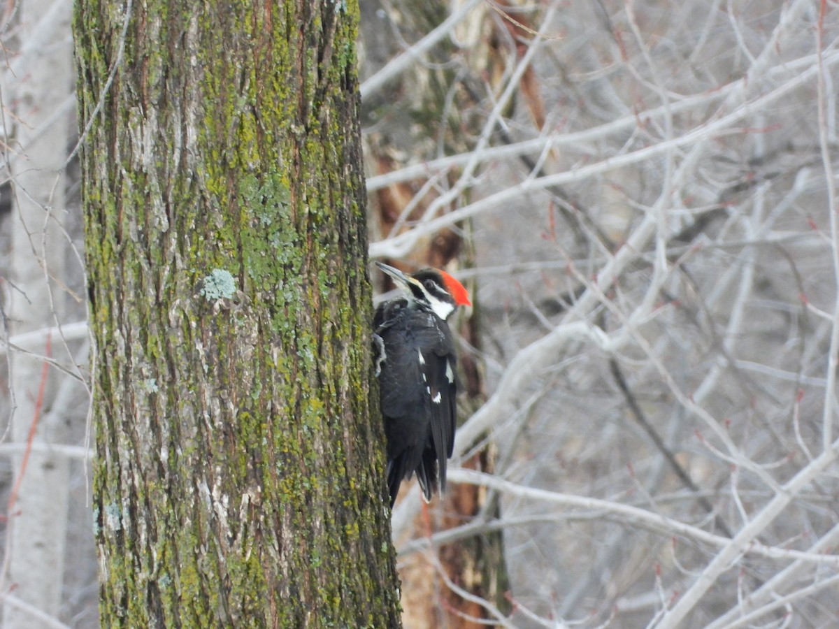 Pileated Woodpecker - ML549903381