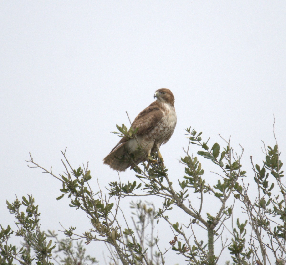 Red-tailed Hawk - ML549903611