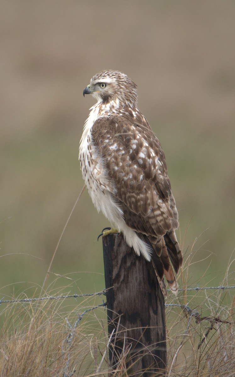 Red-tailed Hawk - ML549903621