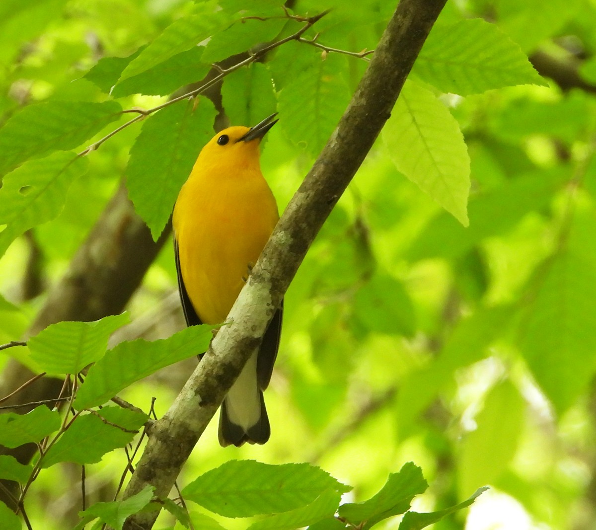 Prothonotary Warbler - ML549903631