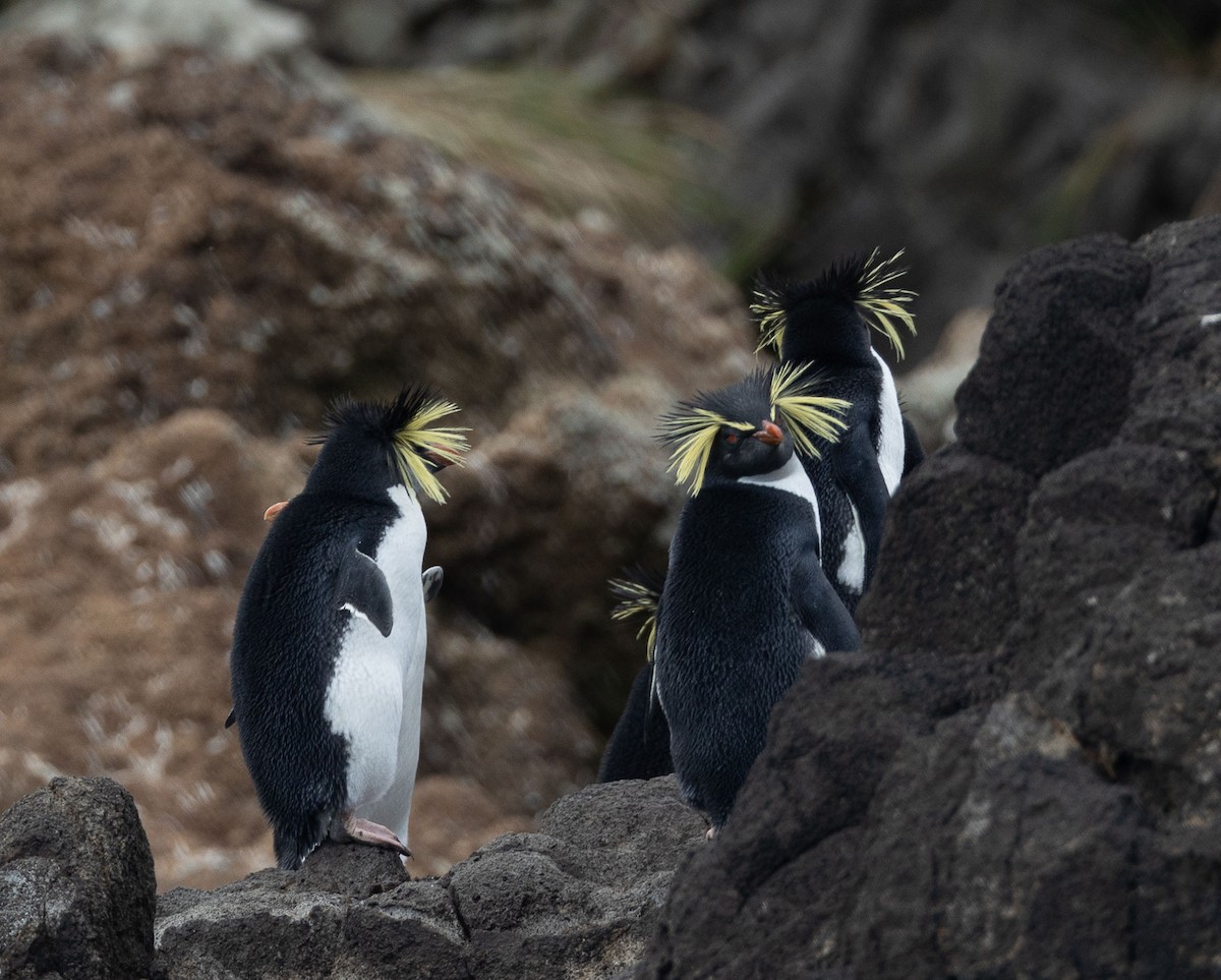 Pingüino Saltarrocas Septentrional - ML549903661