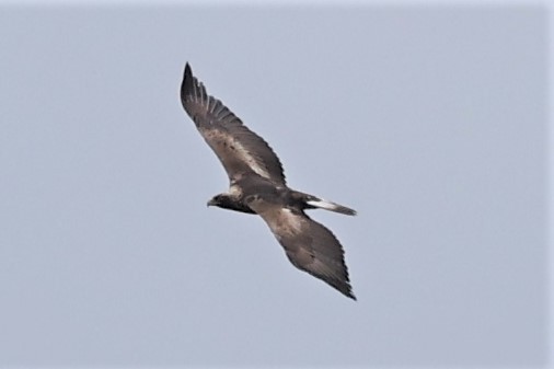 Águila Real - ML549904001