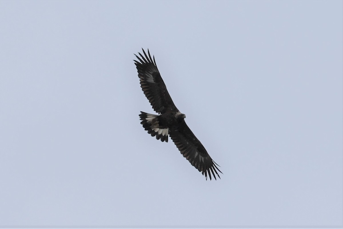 Golden Eagle - Zekiel Cornell