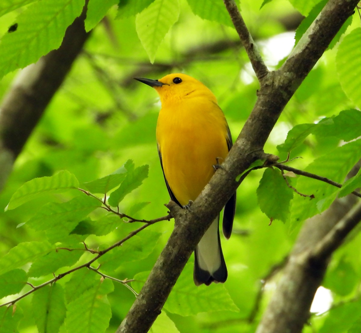 Prothonotary Warbler - ML549905341