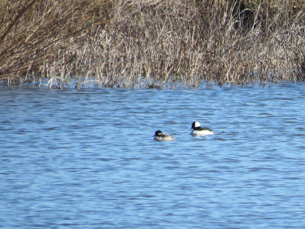 Bufflehead - ML549905371