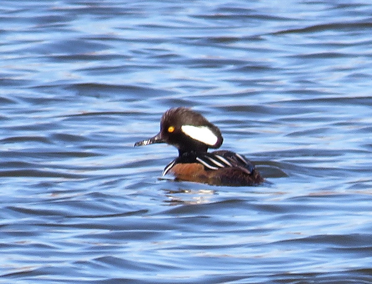 Hooded Merganser - ML549907251