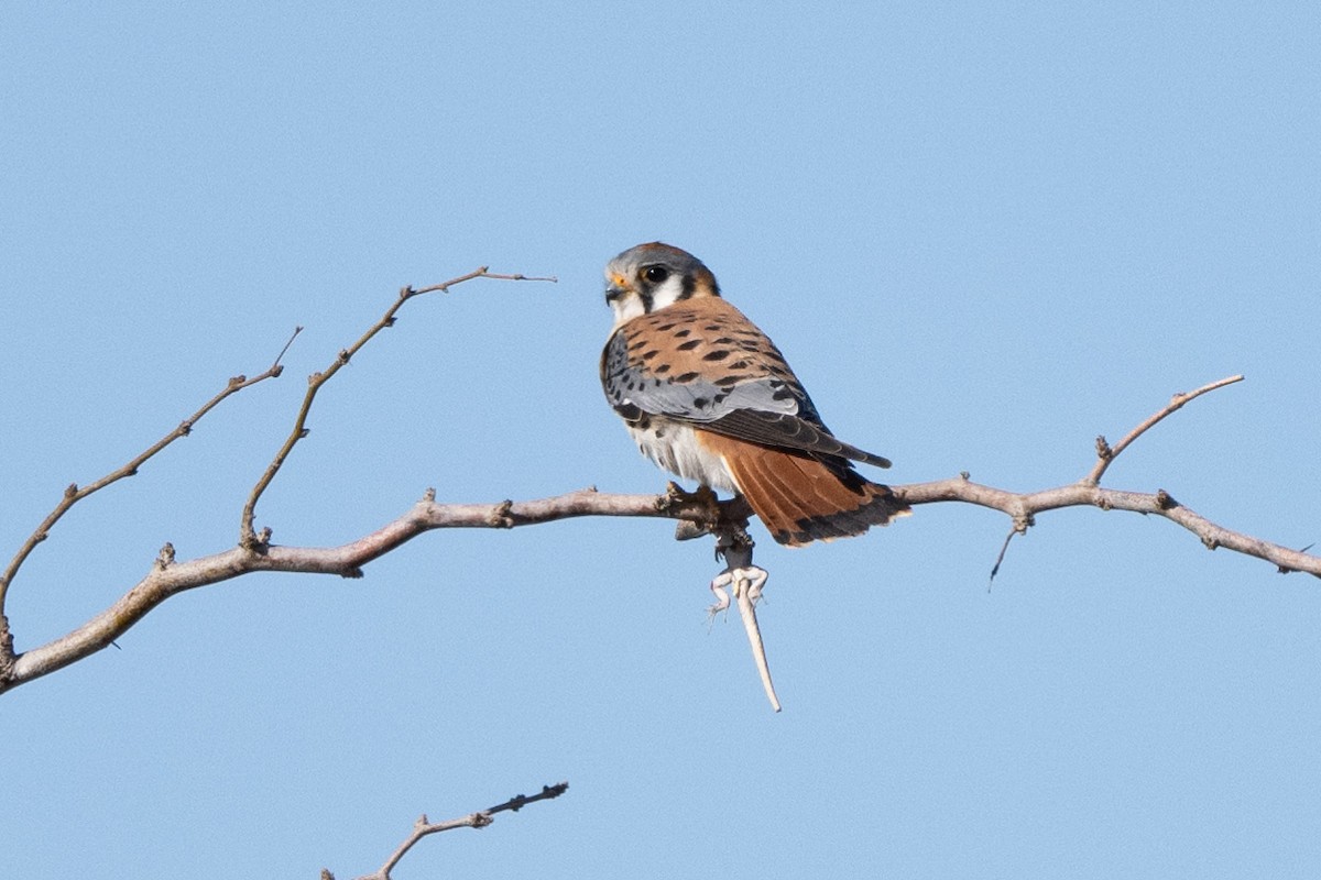 American Kestrel - ML549908201