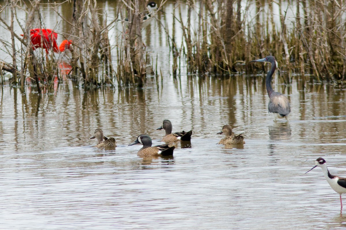 Blue-winged Teal - ML54990871