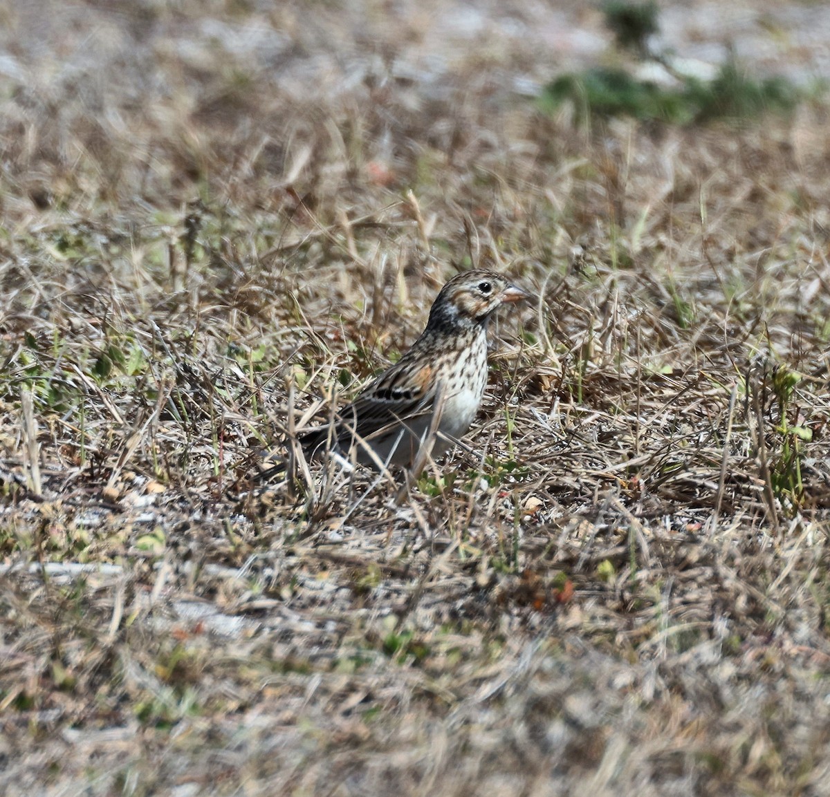 Vesper Sparrow - ML549908721