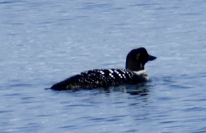 Plongeon huard - ML549909271