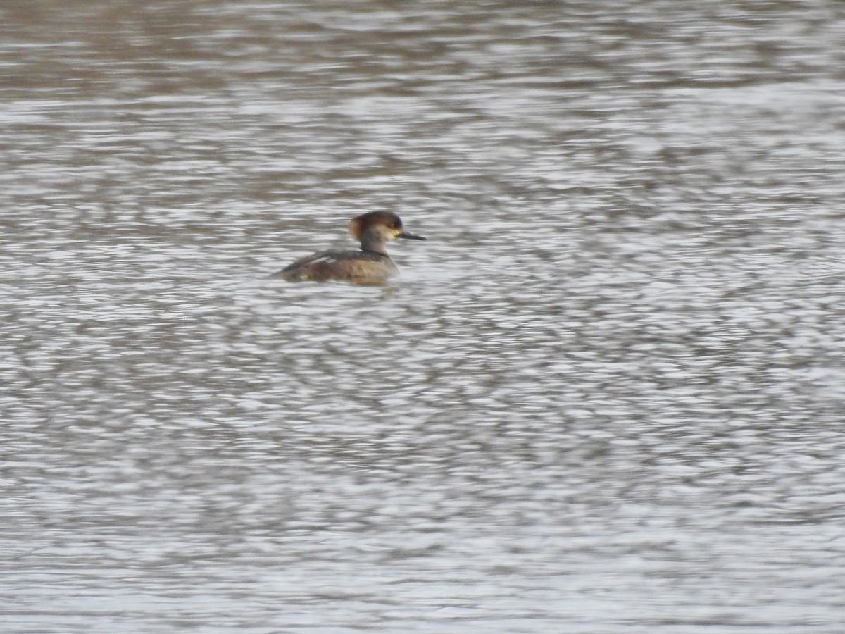 Hooded Merganser - ML549909341