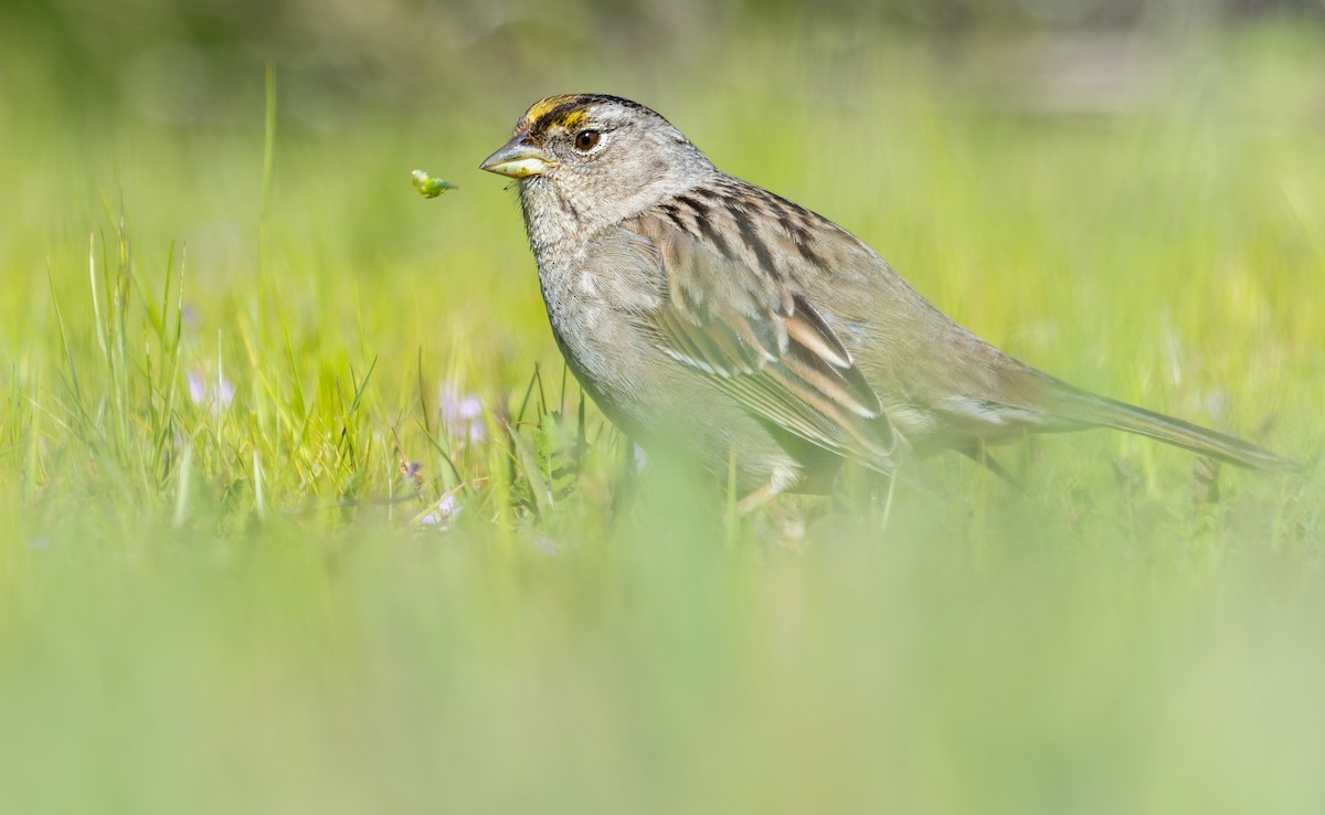 Golden-crowned Sparrow - ML549910161