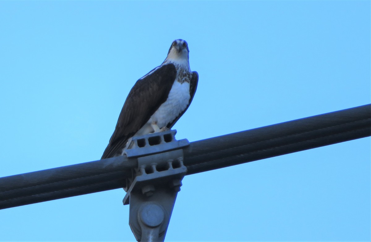 Falco pescatore - ML549910411