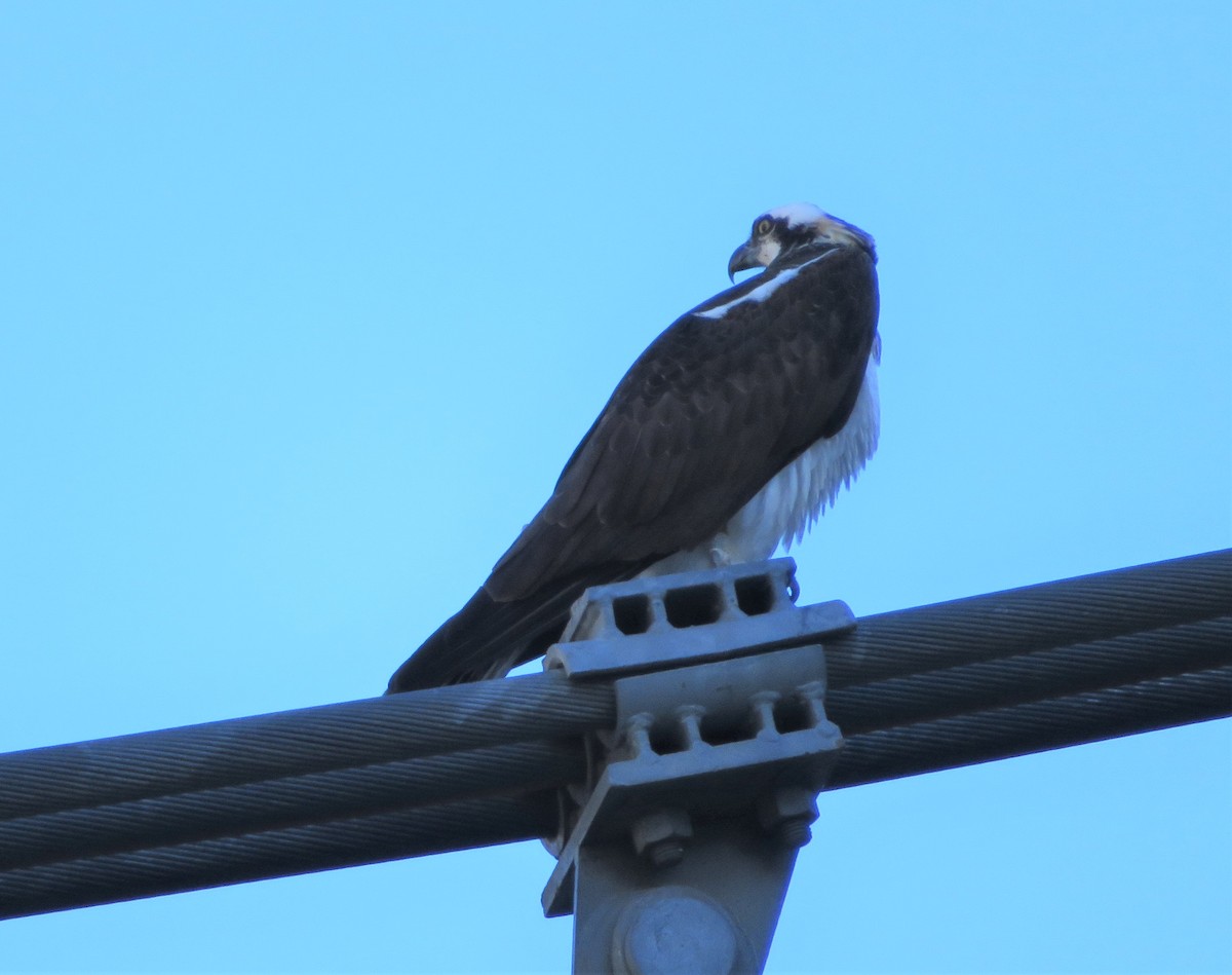 Falco pescatore - ML549910421