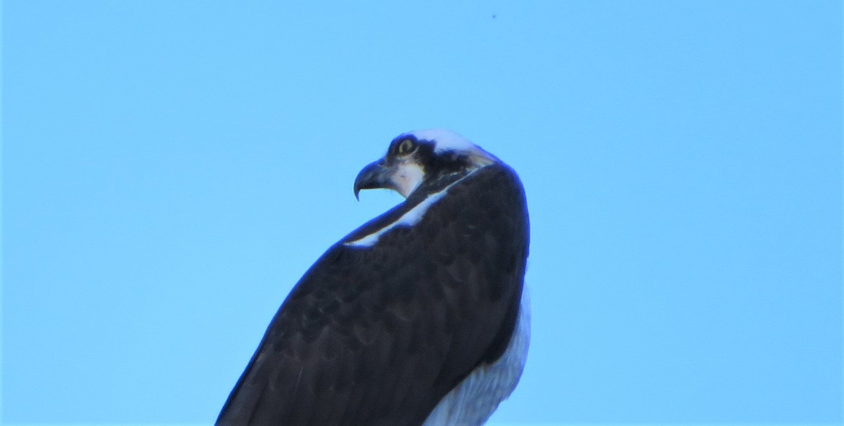 Falco pescatore - ML549910431
