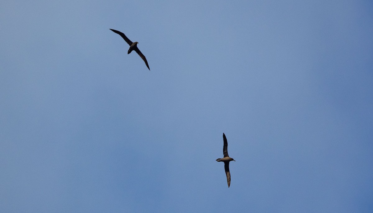 Sooty Albatross - ML549910541