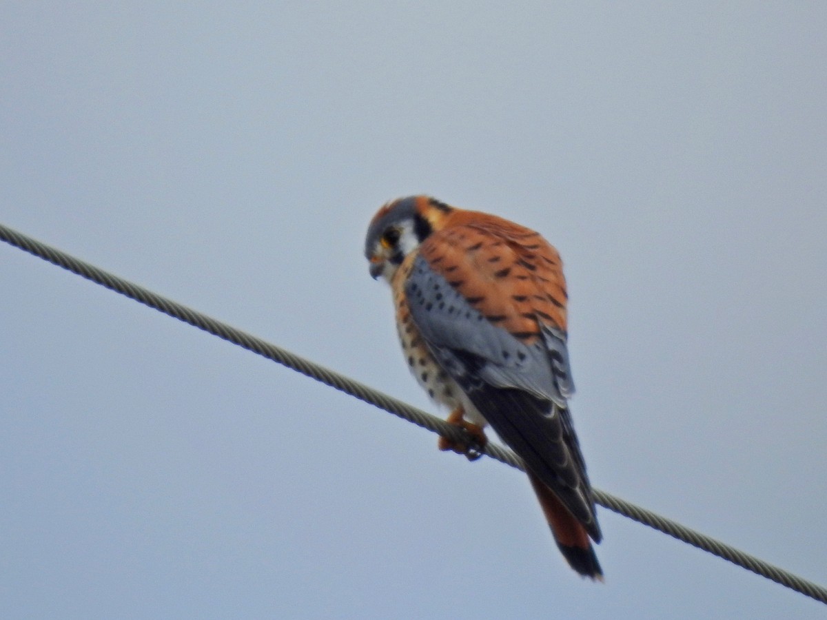 American Kestrel - ML549910571