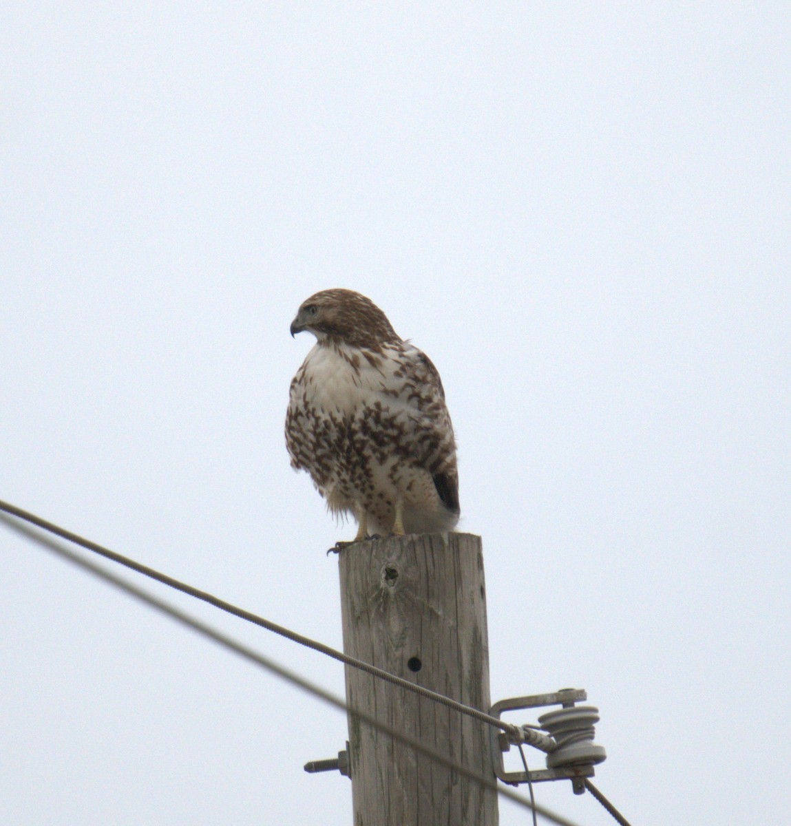 Red-tailed Hawk - ML549910691