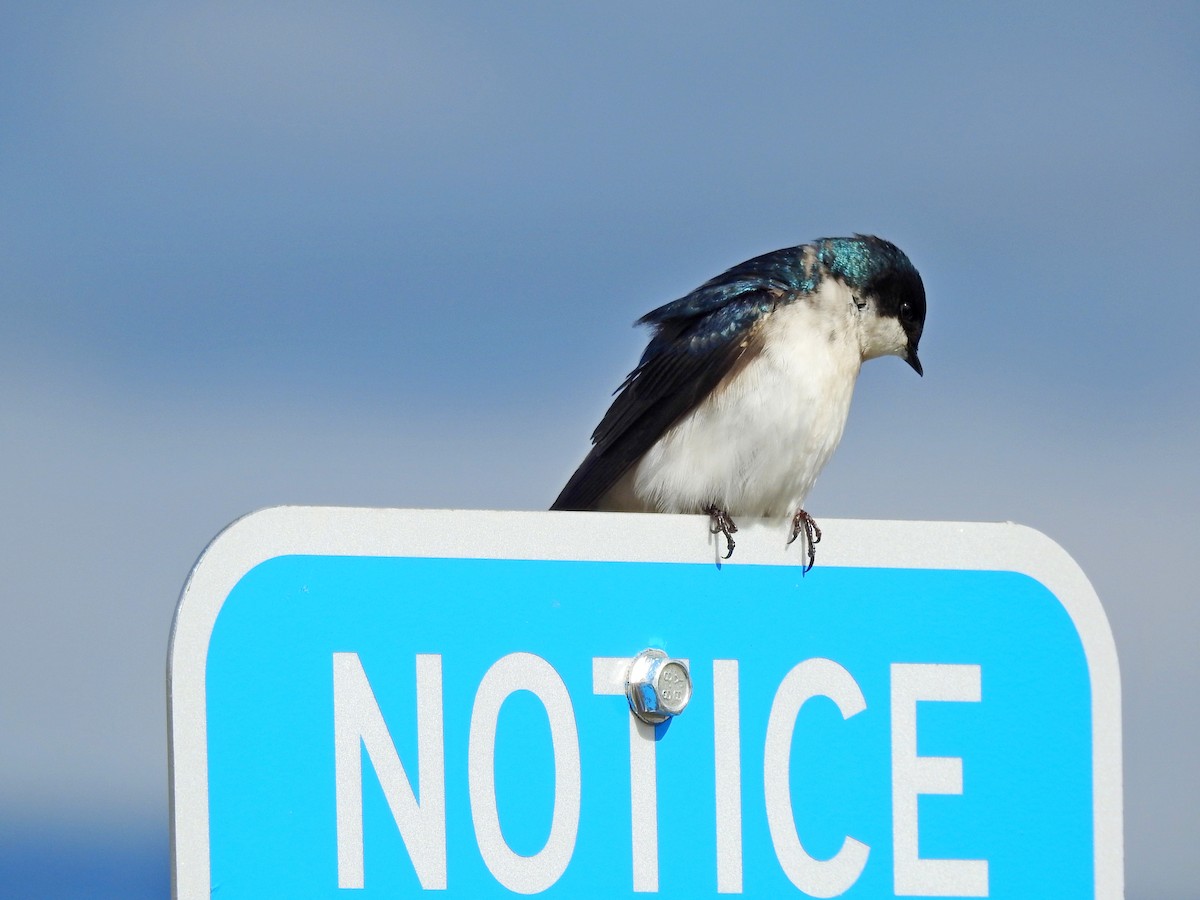 Golondrina Bicolor - ML549910921