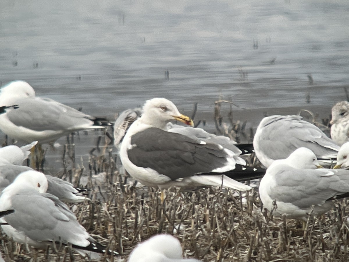 eBird Checklist - 26 Mar 2023 - Erie Rd. and Public Beach Access - 15 ...