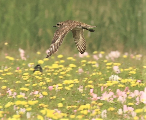 American Golden-Plover - ML549912291