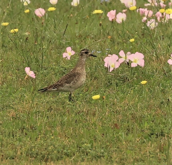 American Golden-Plover - ML549912431