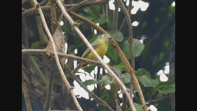 Tyranneau à tête cendrée - ML549912511