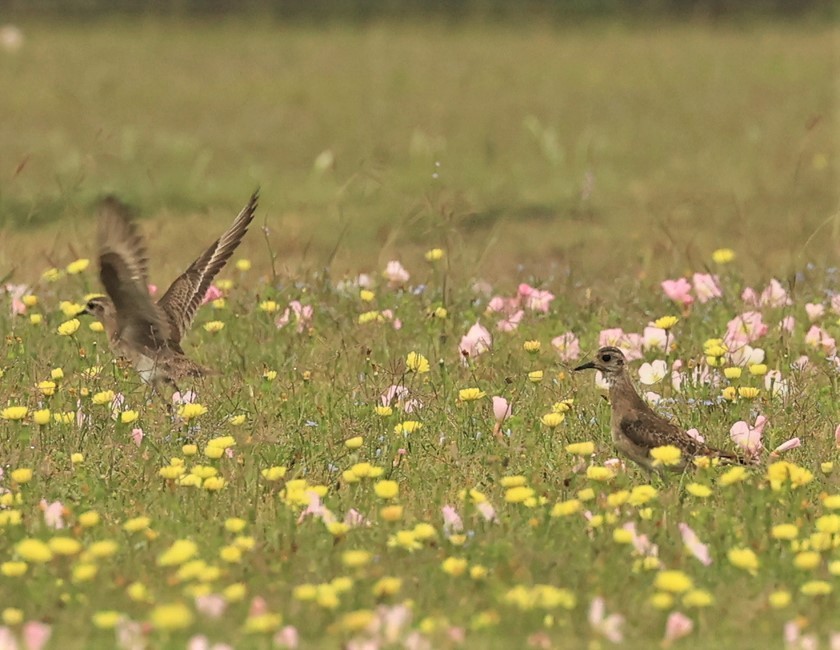 American Golden-Plover - ML549912531