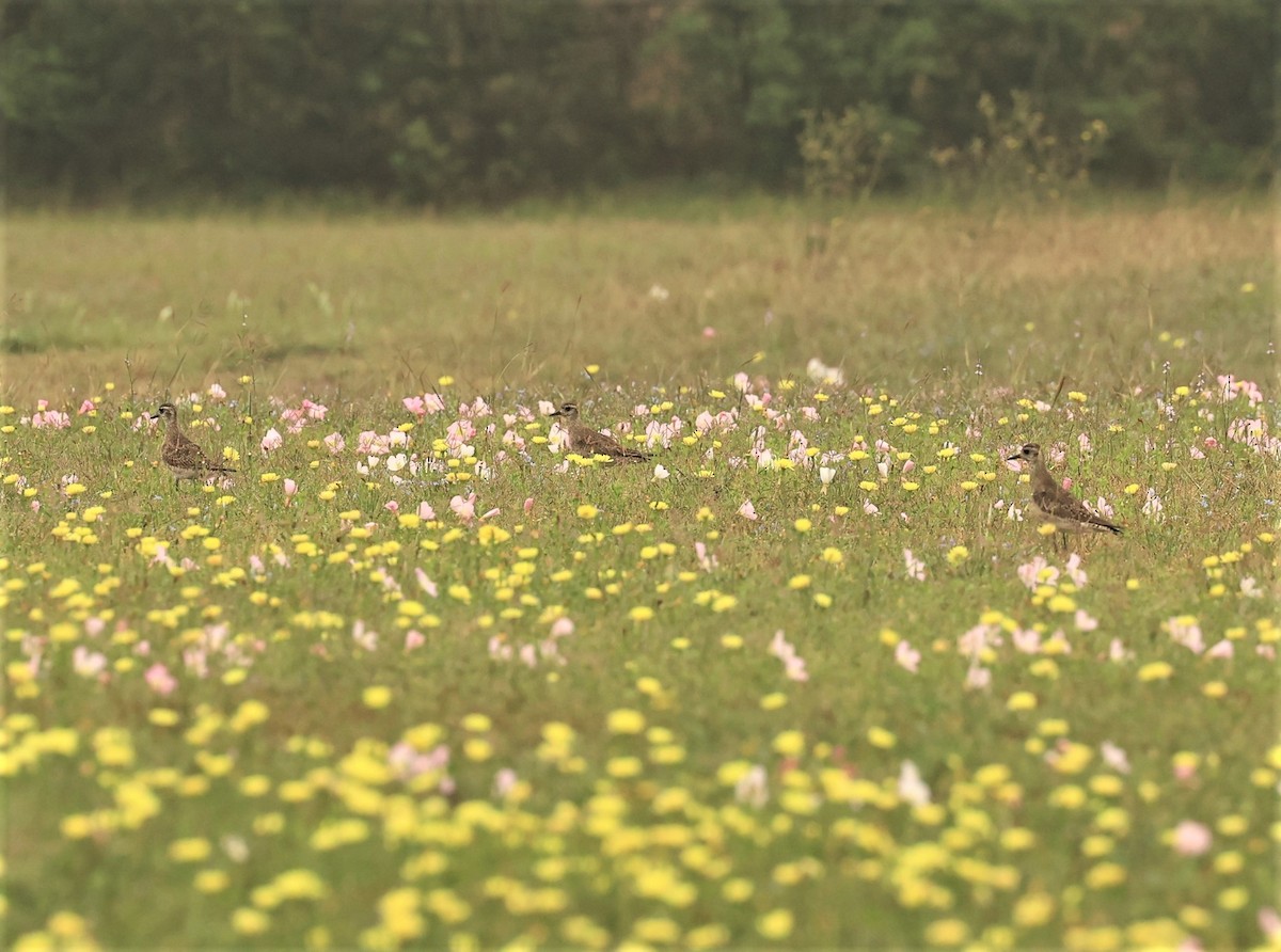 American Golden-Plover - ML549912721