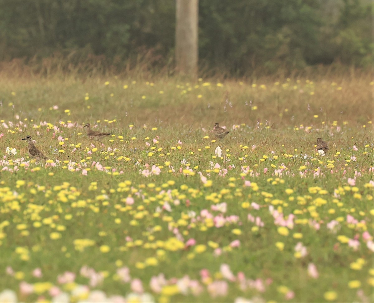 American Golden-Plover - ML549912951