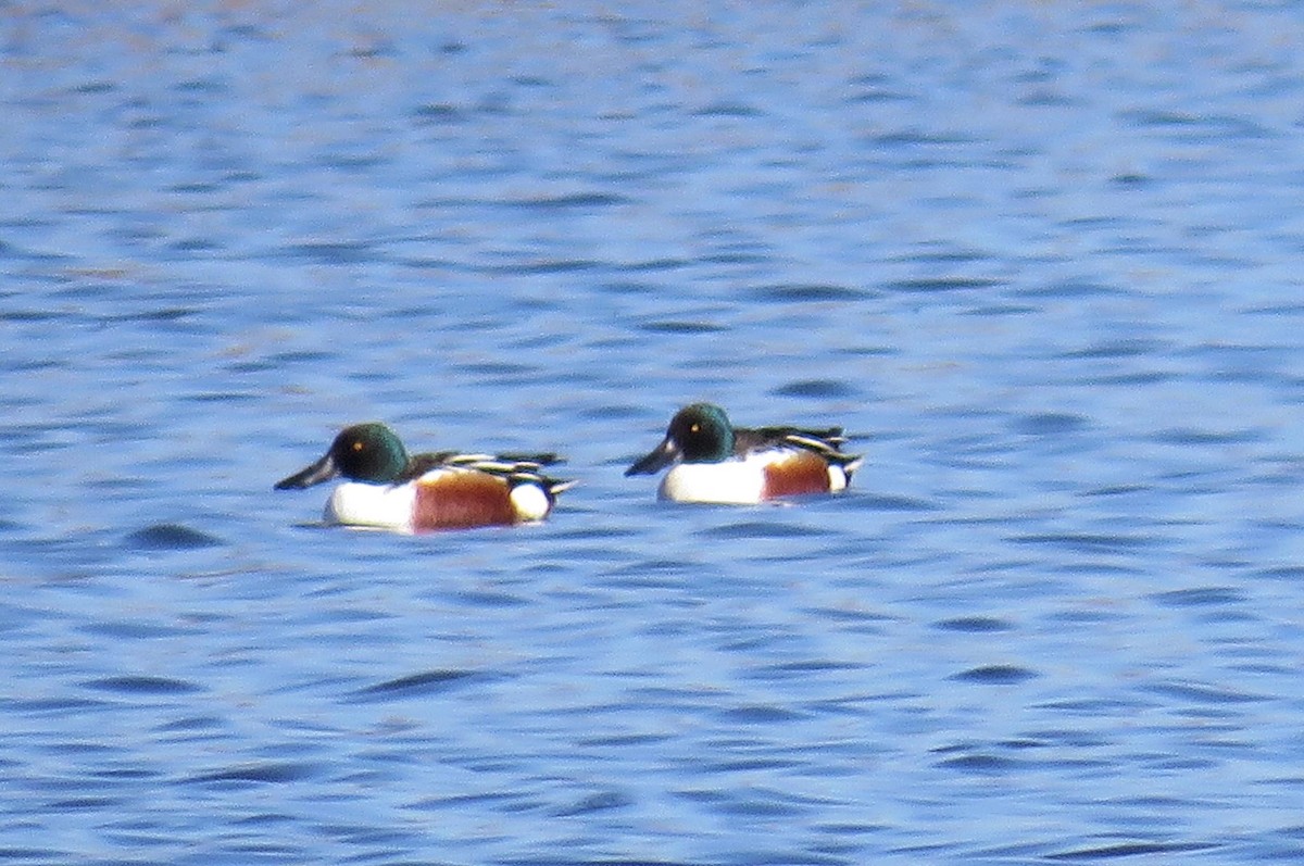 Northern Shoveler - ML549913171