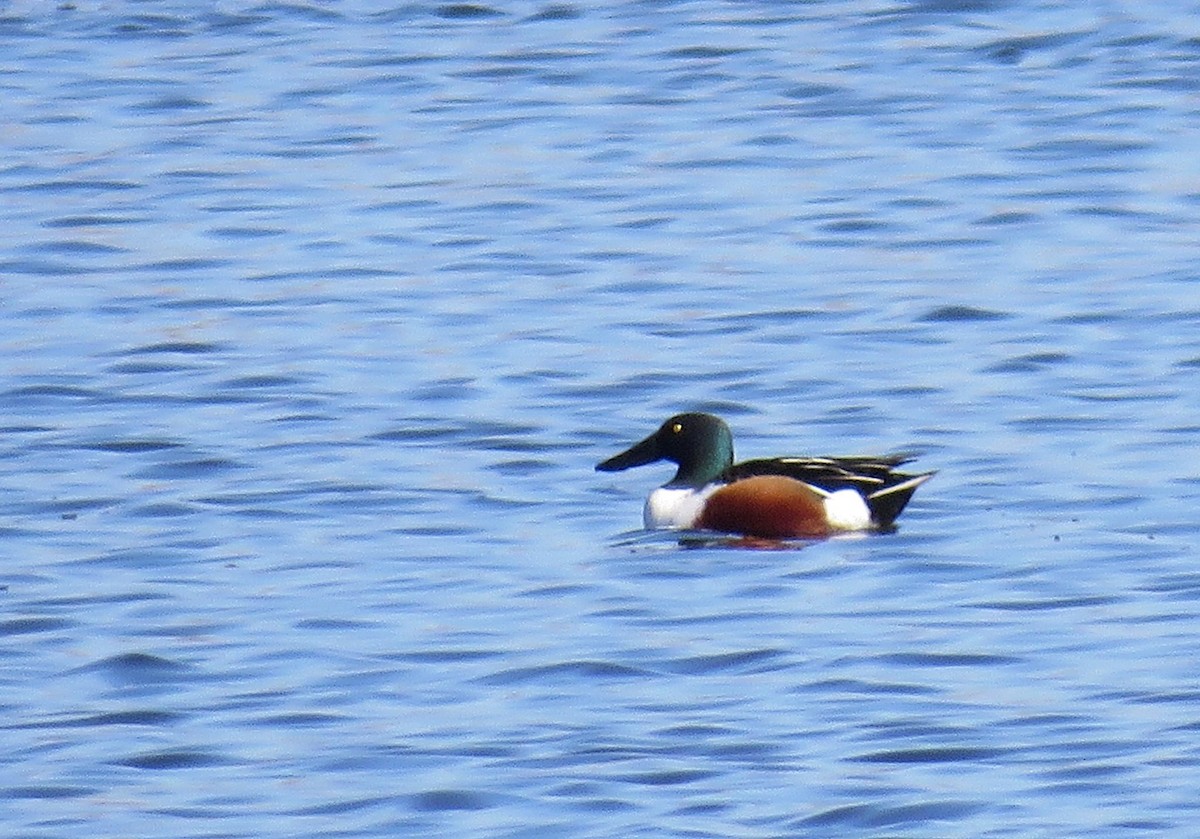 Northern Shoveler - ML549913391