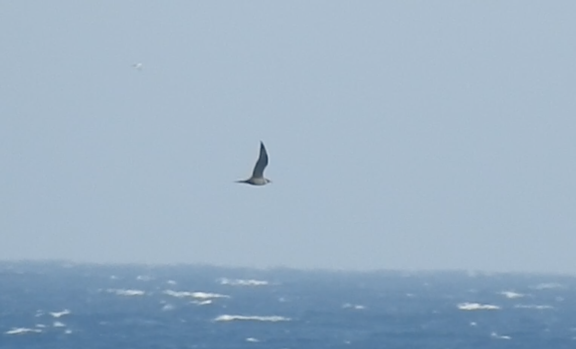 Parasitic Jaeger - Miguel Angel Andrés