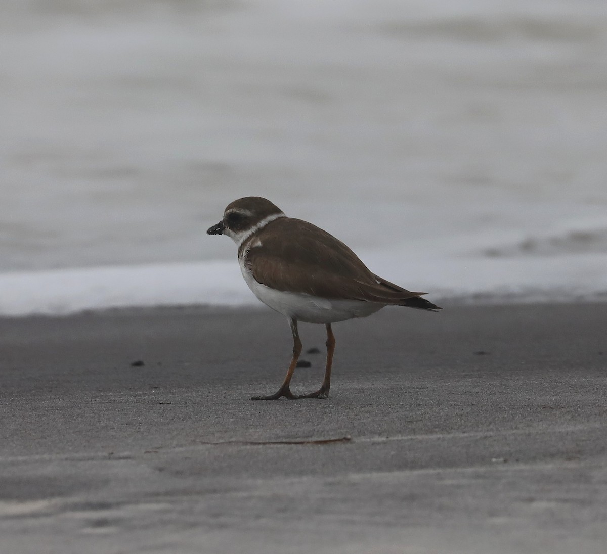 Semipalmated Plover - ML549914181