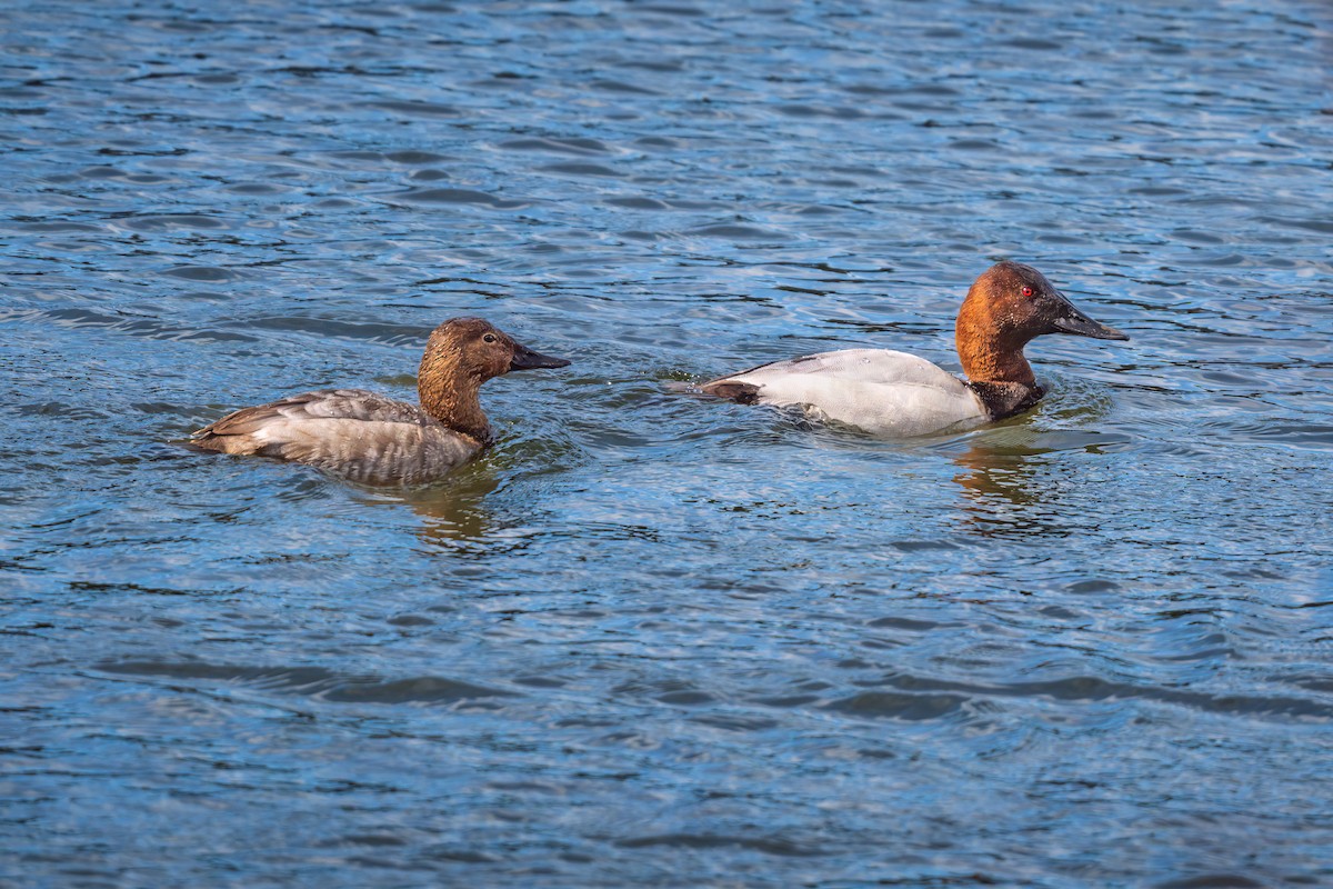 Canvasback - Jay Eisenberg