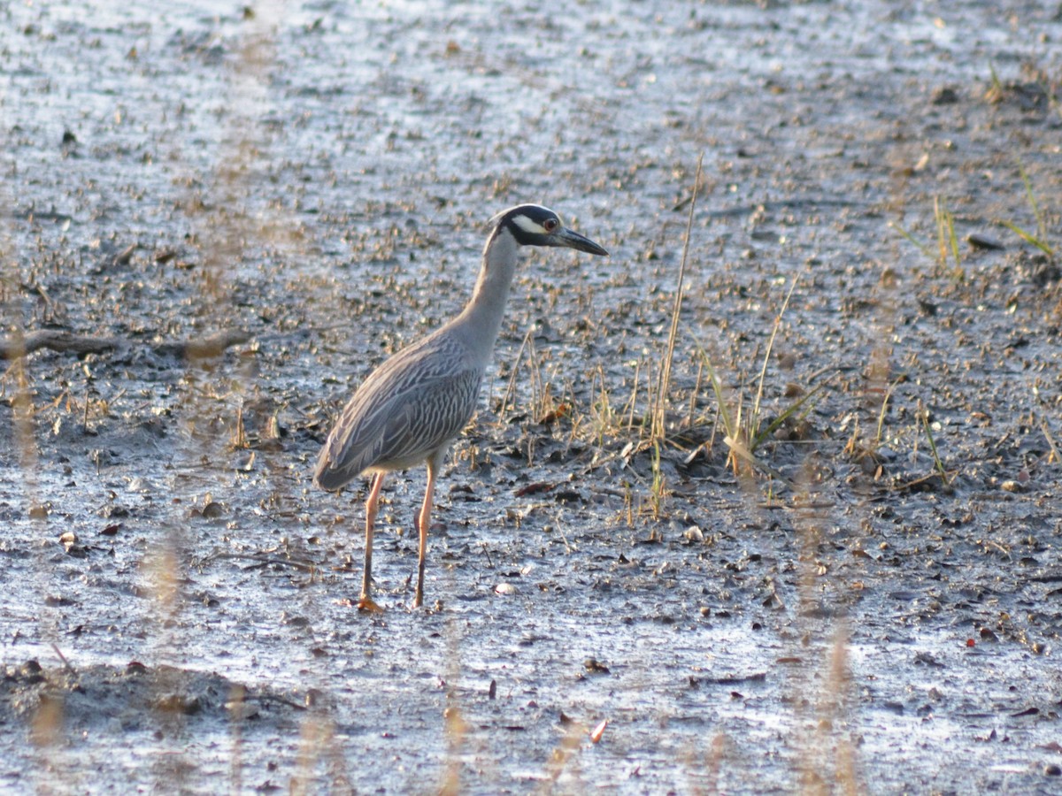Yellow-crowned Night Heron - ML54991501