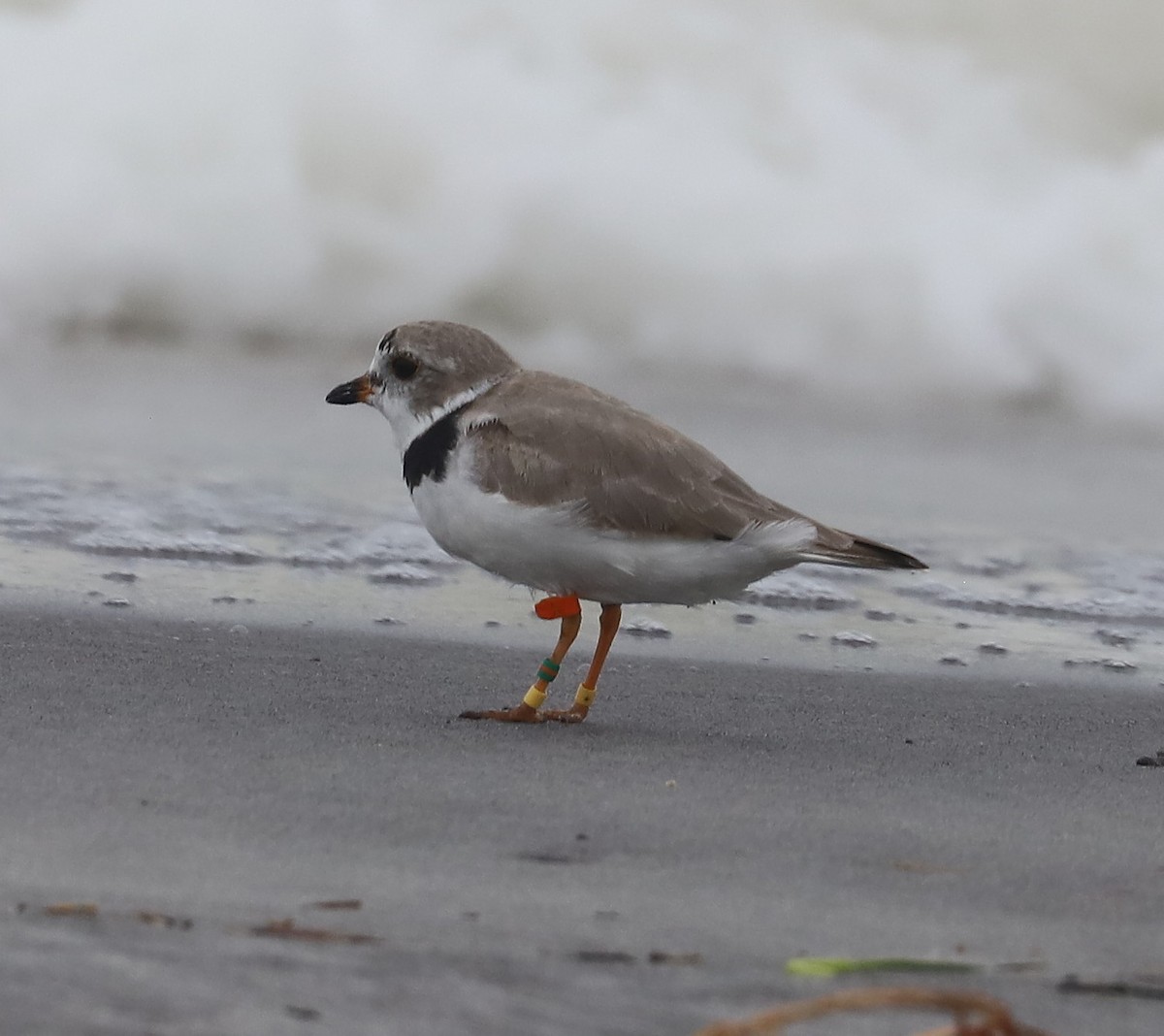 Piping Plover - ML549915031