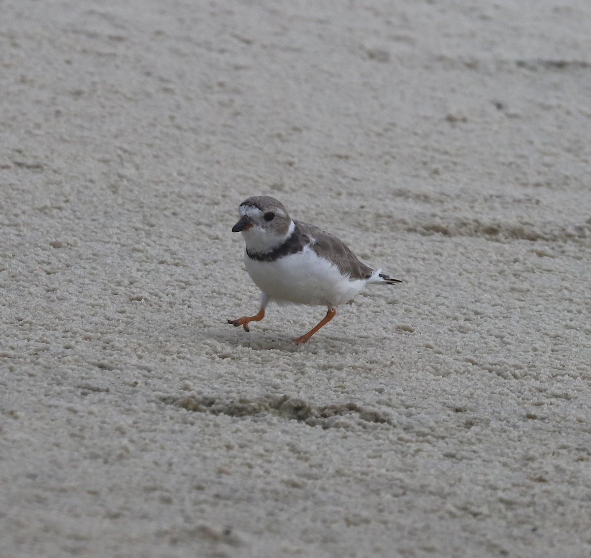 Piping Plover - ML549915071