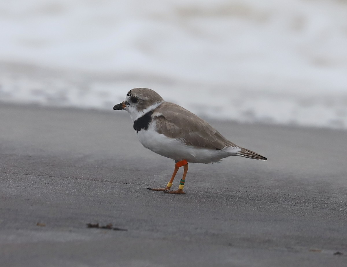 Piping Plover - ML549915081