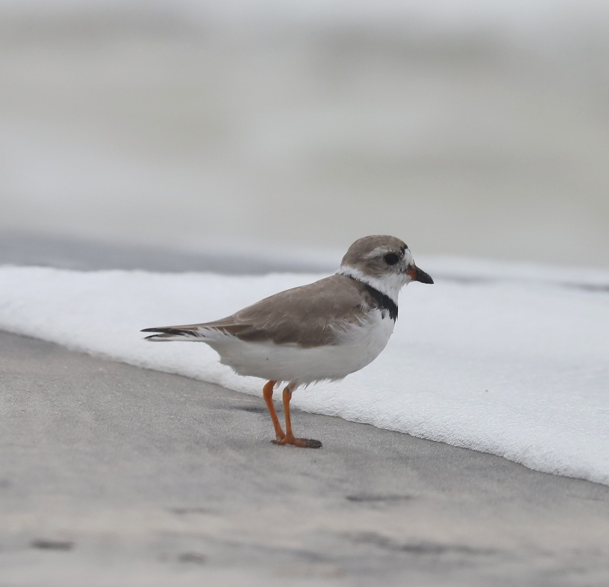 Piping Plover - ML549915091